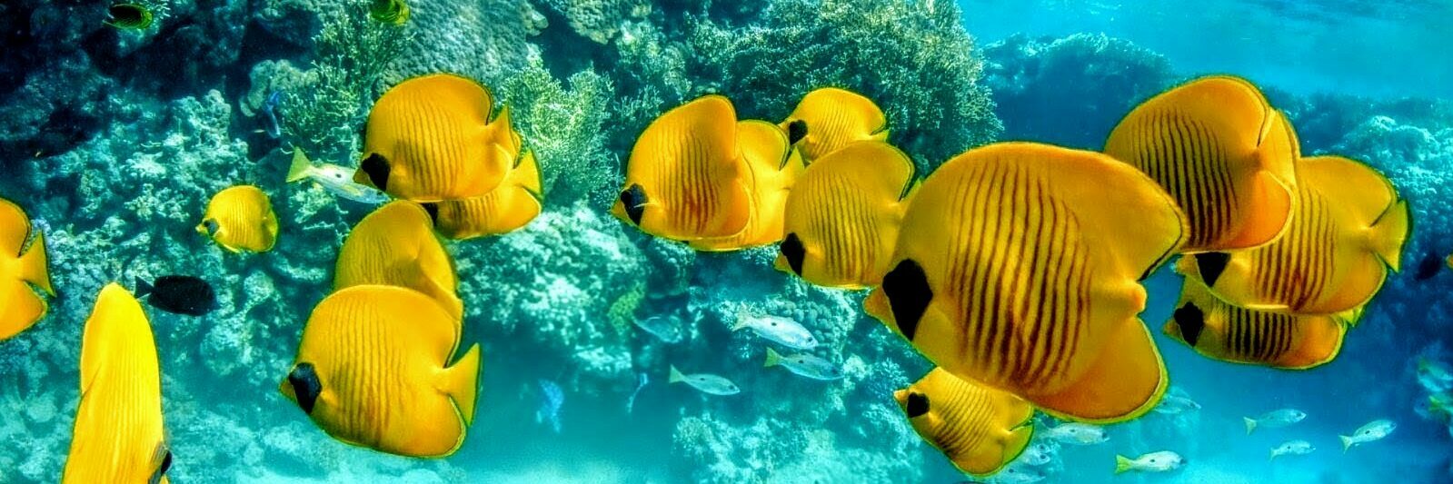 Codep Vaucluse FFESSM