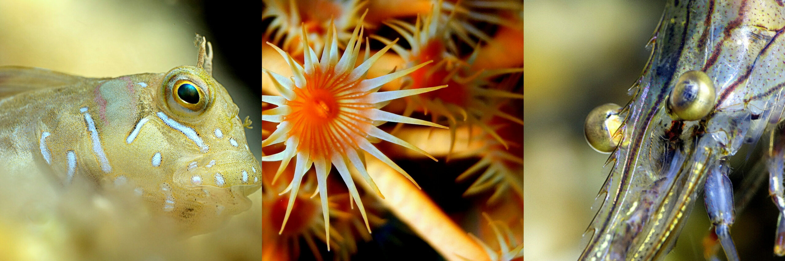 Codep Vaucluse FFESSM